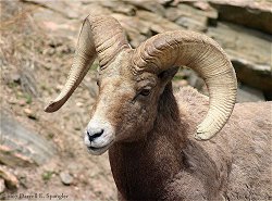 Rocky Mountain Bighorn Ram along Highway 34 on Thursday afternoon...