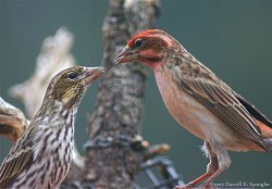 Cassin's Finch (Carpodacus cassinii)