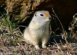 Uinta Ground Squirrel...