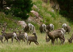 Rocky Mountain Bighorn Sheep along Highway 34...