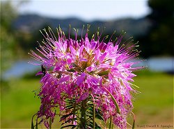 Rocky Mountain Bee Plant (Cleome serrulata)