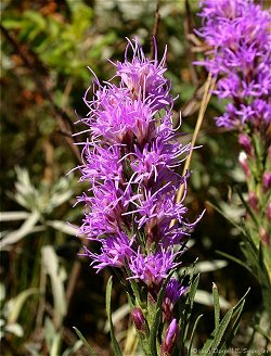 Narrow-leaved Blazing Star (Liatris punctata)...