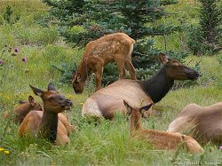 Elk herd near Estes Park Museum on Tuesday afternoon...