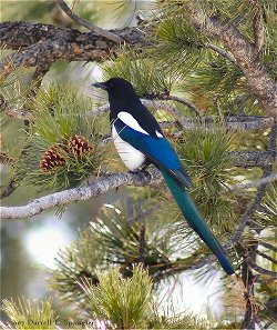 Black-billed Magpie (Pica Hudsonia)...