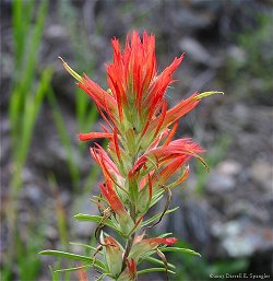 Indian Paintbrush along CO 43 west of Glen Haven...