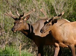 Young Bull Elk with Velvet Antlers...