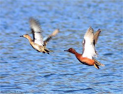 Pair of Cinnamon Teal...