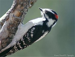 Male Downy Woodpecker...