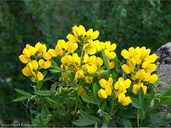 Golden Banner (Thermopsis rhombifolia)...