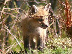 Red Fox kit in Estes Park last week...