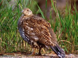 Female Greater Sage Grouse (Centrocercus urophasianus)