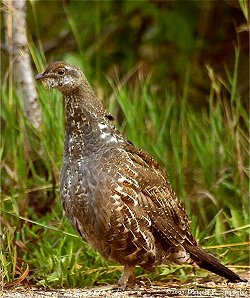 Female Greater Sage Grouse (Centrocercus urophasianus)