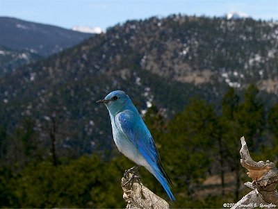 Brightly colored male Mountain Bluebird