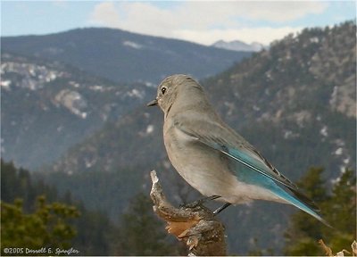 Mountain Bluebirds looking out over mountains