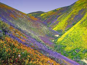 Carrizo Plain, Trembor Range west of Bakersfield