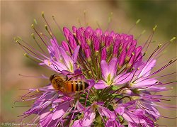 Cleome - Rocky Mountain Bee Plant