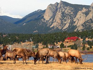 Elk on shore of Lake Estes