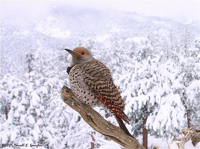 Red-shafted Flicker perched on branch over-looking Roosevelt National Forest on Friday morning