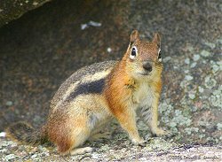 Golden-Mantled Ground Squirrel