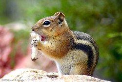 Golden-mantled Ground Squirrel Eating Mushroom