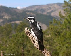 Female Hairy Woodpecker