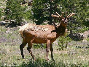 Bull Elk in Rocky Mountain National Park