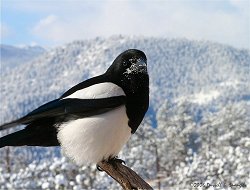 Black-billed Magpie