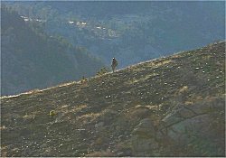 Firefighter walks along scorched ridge