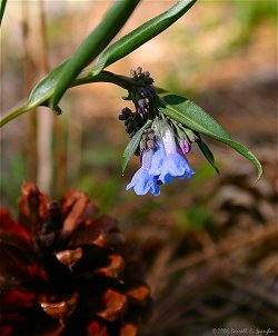 Mountain Bluebells