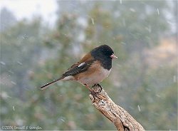 Oregon Junco