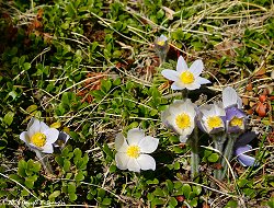 Pasque Flowers on Wednesday afternoon