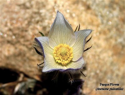 Pasque Flower (Anemone pulsatilla)