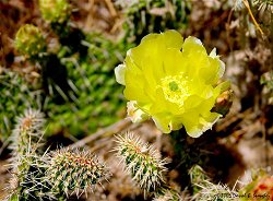 Prickly Pear Cactus