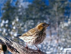 Female Purple Finch