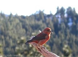 Red Crossbill