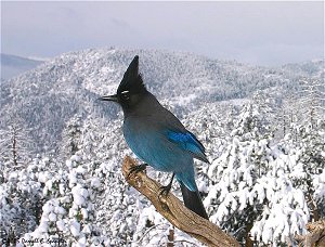 Male Steller's Jay