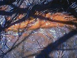 Orange sludge oozing from spring along FDR 128