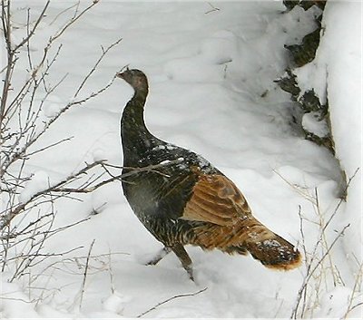 Wild Turkey on last Sunday afternoon