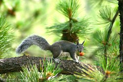 Abert's Squirrel (Sciurus aberti)