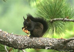 Dark-colored Abert's Squirrel