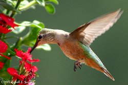 Female Rufus Hummingbird (Selasphorus rufus)