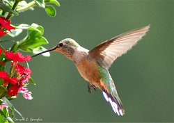 Female Rufus Hummingbird displaying white tips of outer tail feathers