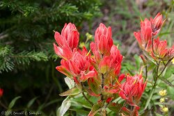 Indian Paintbush