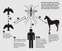 West Nile Virus Transmission Cycle