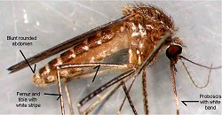 West Nile Carrier, Culex Mosquito