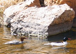 Common Mergansers in Big Thompsom River