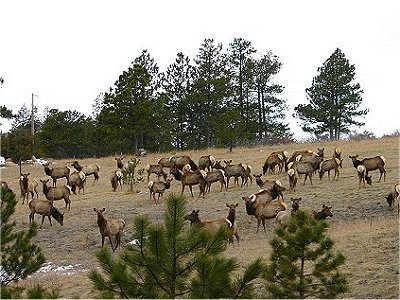 Herd of Elk grazing along FDR 128 on Friday afternoon