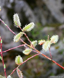 Meadow Willow in full bloom along FDR 128 in Roosevelt National Forest