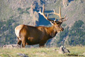 Bull Elkk at timberline.