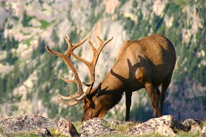 Bull Elk grazing on tundra just after sunrise